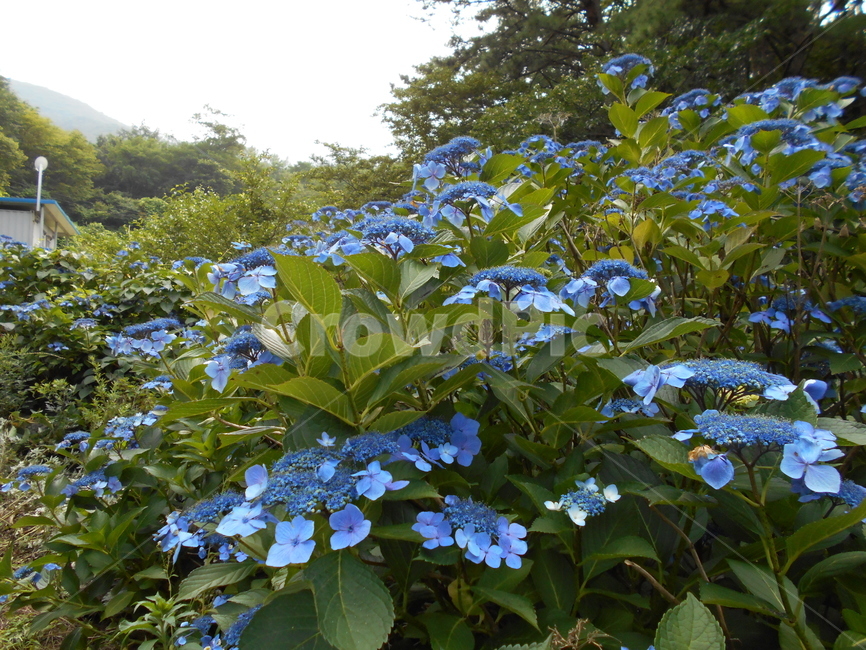 산수국,꽃,수국,자연,파란꽃,nature,풍경,flower,산
