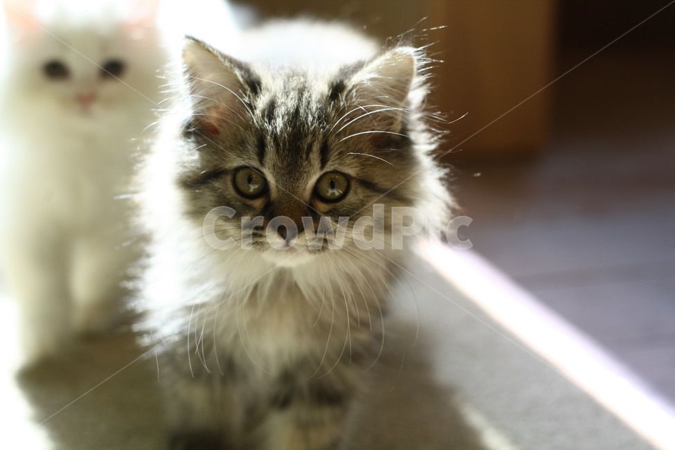 animal,동물,pet,cat,고양이,kitten,집사,애완동물,동물,animal,포유류,mammal,고양이,cat,kitten,kitty