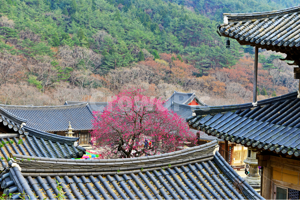 전남,구례,화엄사,흑매,홍매화,사찰,절,봄,계절,roof,지붕