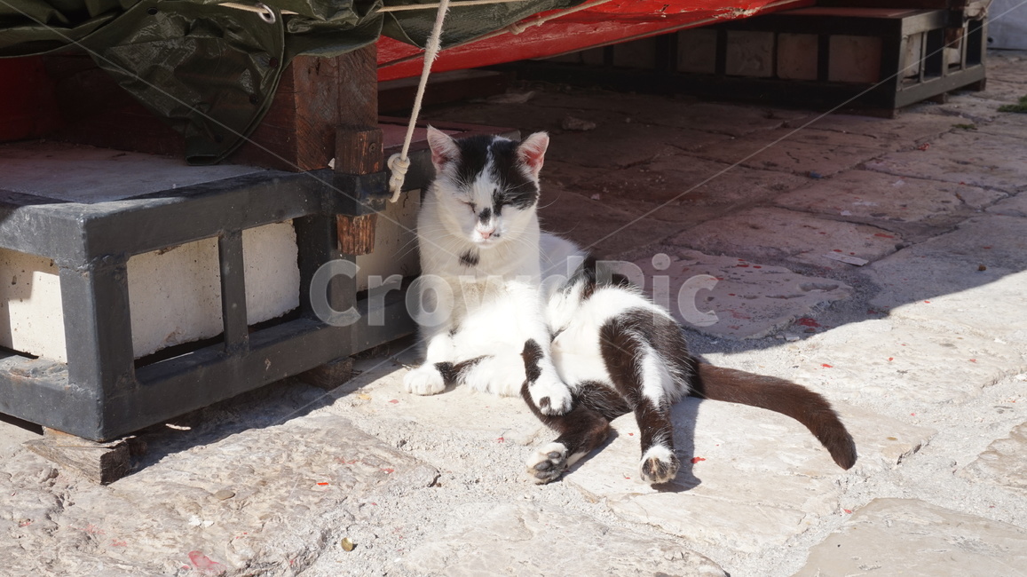 고양이,길고양이,귀여움,고양,냥냥,동물,동물,animal,포유류,mammal,고양이,cat,kitten,kitty