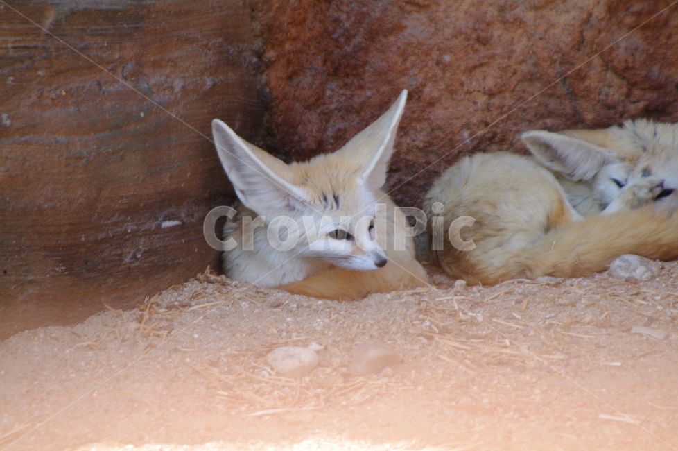 야생동물,wildlife,야생동물,mammal,포유류,키트폭스,동물,여우,사막여우,동물,animal,포유류,mammal