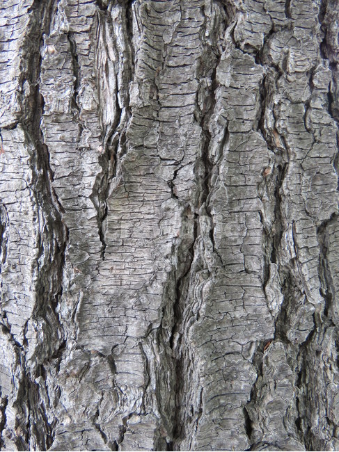 나무패턴,나무,자연,패턴,나무스킨,나무,trees,wood