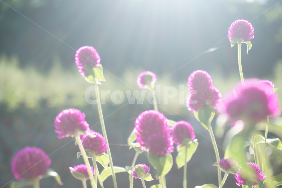 천일홍,보라,꽃,드라이플라워,자연,빛,식물,자연,plants,nature,꽃,flower,감성,sensible,feeling,휴식,힐링,rest,relaxation,healing