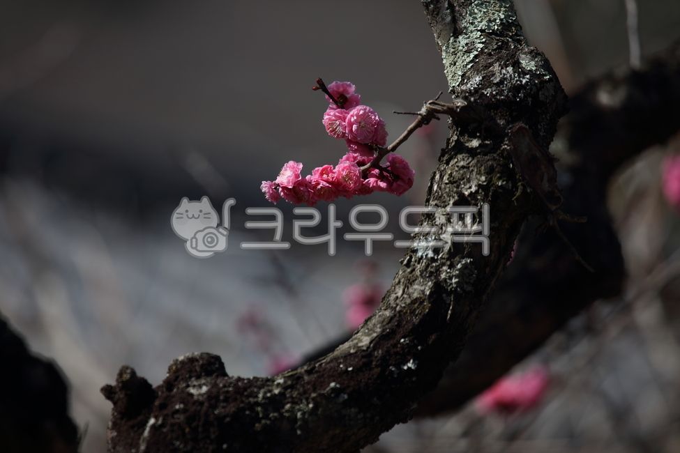 red plum blossom,prunusmume,plum blossom,japaneseapricot,flower