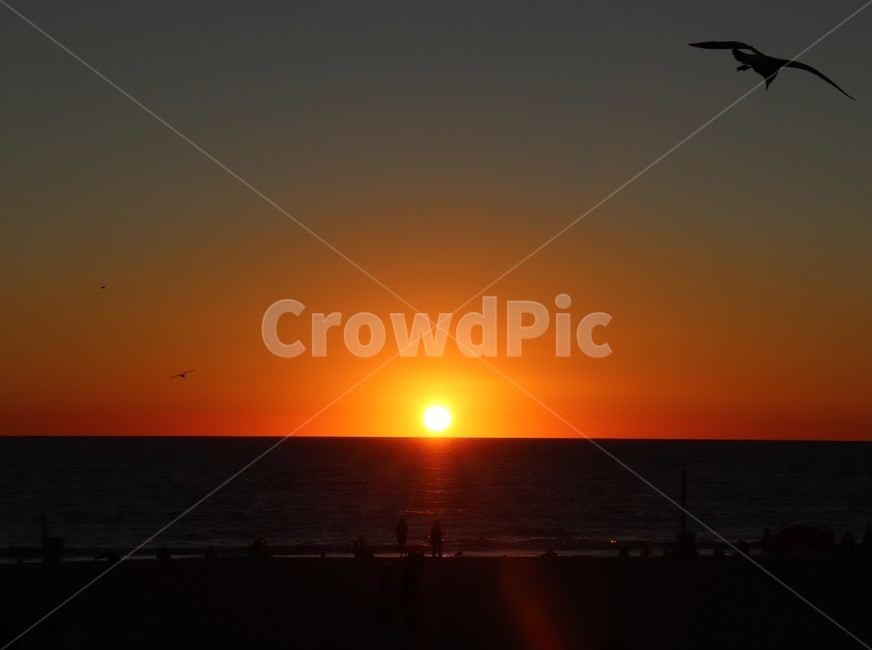 animal,sunlight,햇빛,동물,bird,새,nature,자연