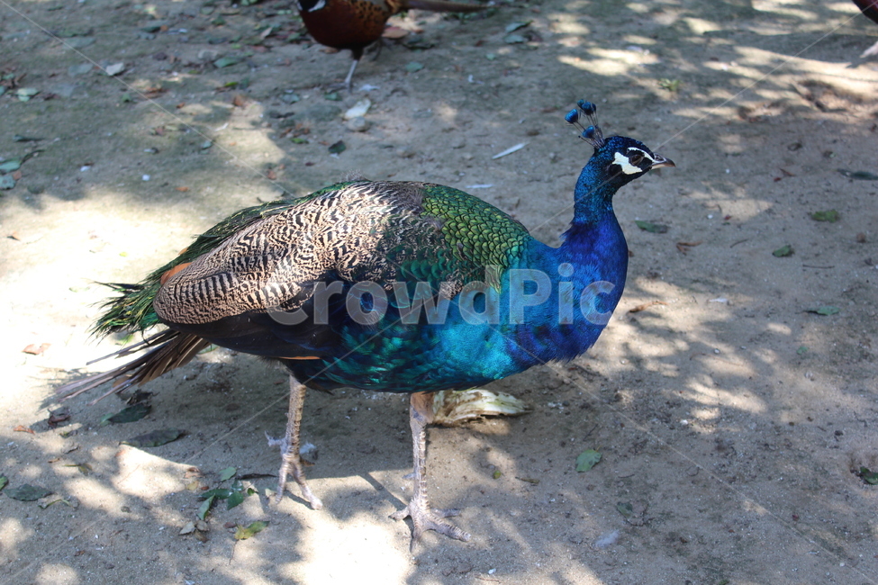 peacock,peahen,공작,animal,동물,bird,새,동물원,zoo,blue,파란색,조류