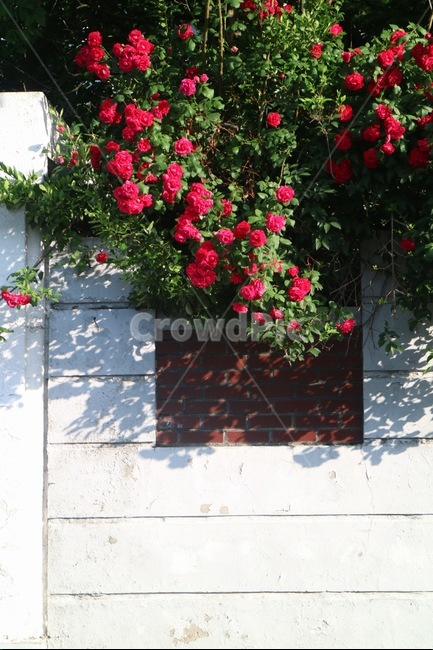 꽃,장미,자연,식물,빨간장미,봄,골목길,빛,감성사진,담벼락,5월,장미꽃,rose,flower,nature,redrose,may,plants,식물,자연,plants,nature,꽃,flower