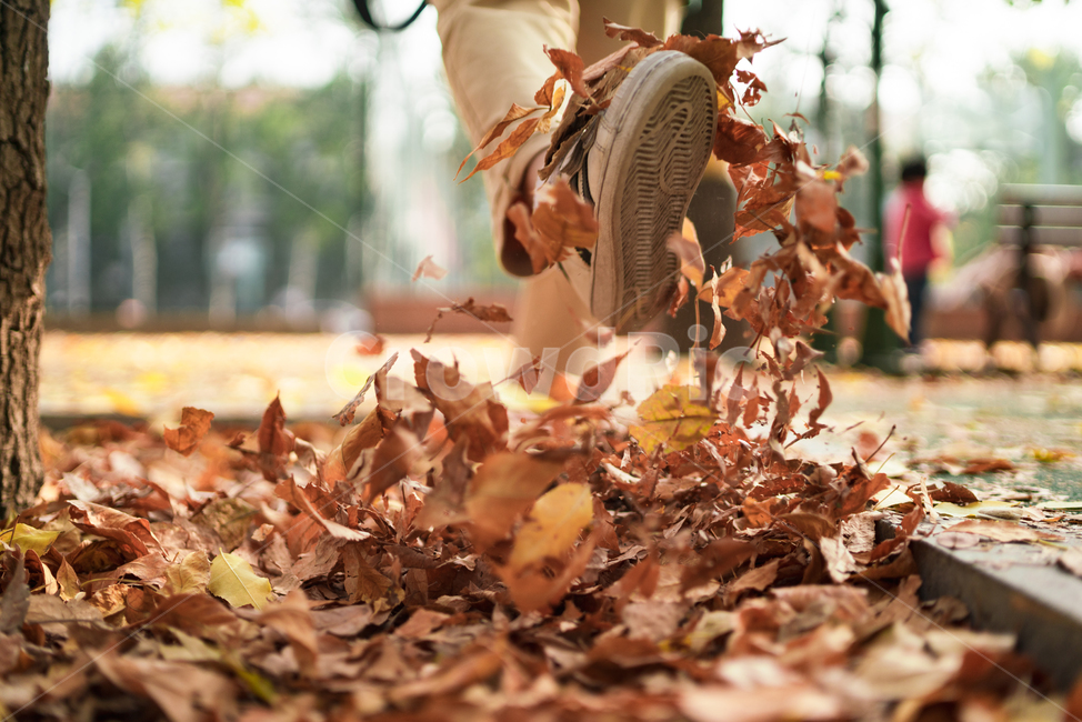 가을,낙옆,잎,다리,발차기,leaf,plant,식물,human,인간,person,사람,tree,나무,신발,흩날림,fall,계절,가을,계절,fall,autumn,season
