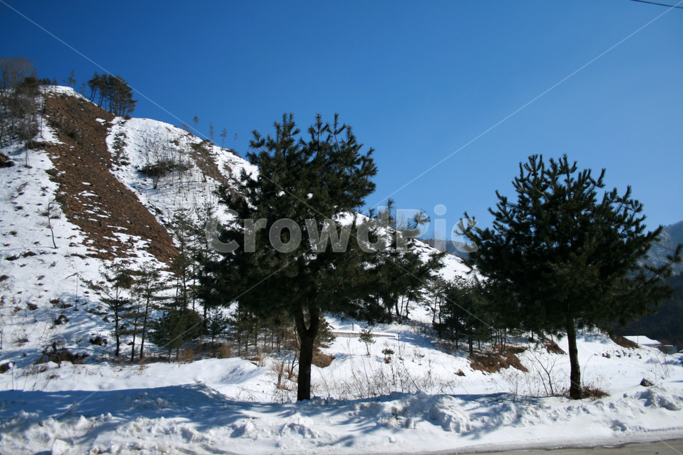 겨울,눈,하늘,나무,풍경,산,겨울,계절,winter,season,자연,풍경,nature,landscape,tree,plant,식물,fir,전나무