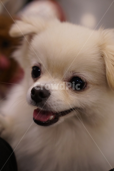 모찌,흰색,댕댕이,포메,포메라니안,개,헤벌쭉,동물,animal,포유류,mammal,개,강아지,dog,doggy