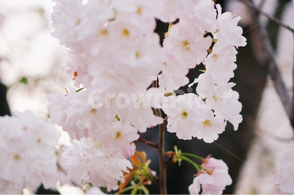 봄,벚꽃,체리블라썸,사쿠라,감성사진,spring,flower,nature,season,꽃핑크,봄꽃,cherryblossomes,자연,벚꽃나무,식물,계절,핑크,벚나무,개화,봄,계절,spring,season,식물,자연,plants,nature,꽃,flower,감성,sensible,feeling,plant