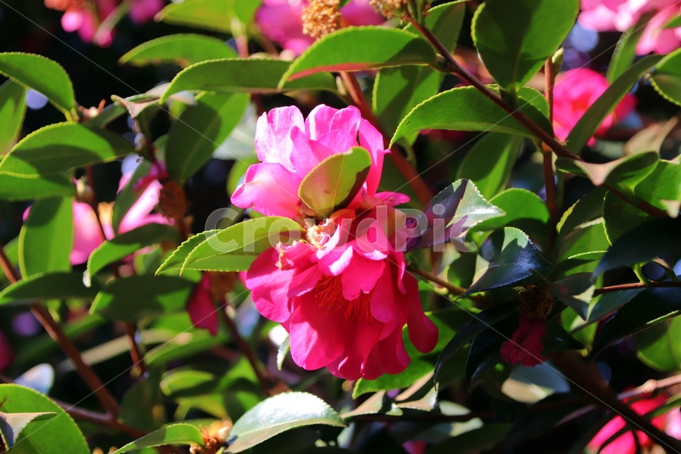 꽃,동백꽃,동백나무,아름다움,감성,겨울,계절,winter,season,식물,자연,plants,nature,꽃,flower