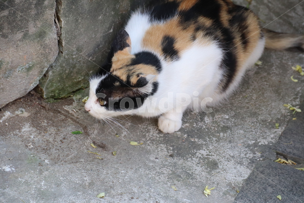 고양이,삼색고양이,경계,길고양이,동물,동물,animal,포유류,mammal,고양이,cat,kitten,kitty