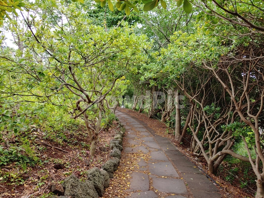 숲,길,나무,돌,산책,green,woods,plant,식물,자연,nature,환경,environment,신선한,fresh,trees,leaf,leaves
