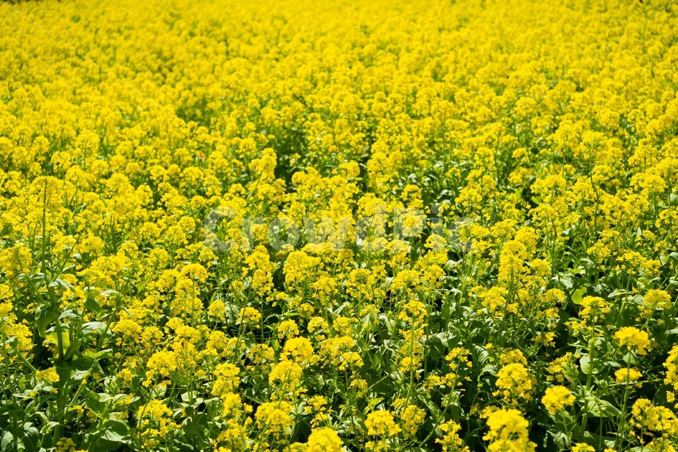 제주도유체꽃,들,plant,겨울꽃,outdoors,옥외,field,grassland,rural,농촌,countryside,farm,농장,목초지,meadow,노란꽃,감성,힐링,휴가,여행지,노랑,유채꽃,유채꽃밭,봄,계절,식물,자연,꽃,spring,season,plants,nature