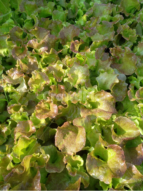 상추,상추밭,쌈채소,텃밭,야채,채소,야채,vegetables,농업,농사,agriculture,farming,farming industry