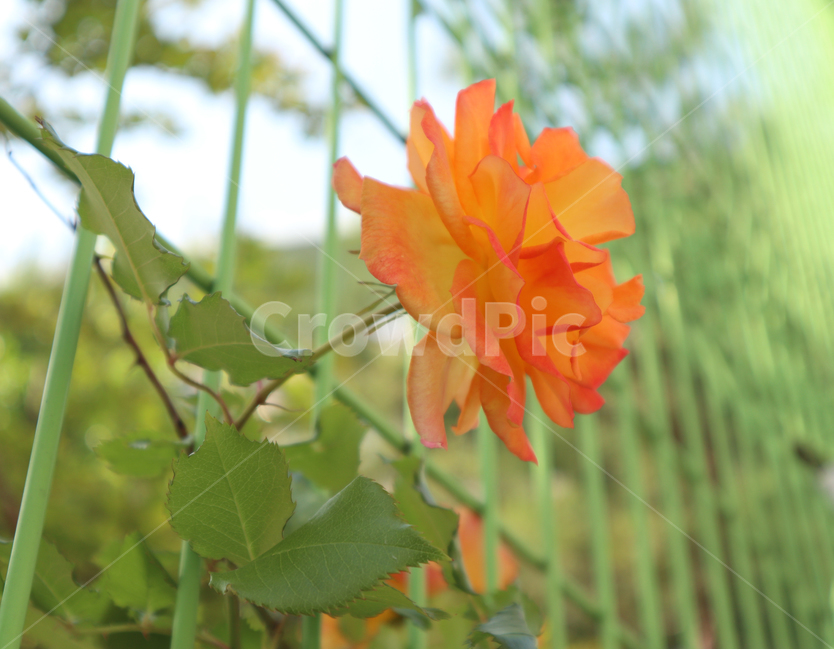 꽃,식물,장미,주황,봄,장미꽃,식물,자연,plants,nature,꽃,flower
