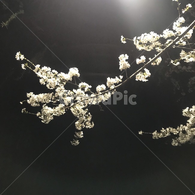 벛꽃,chérryblòssom,벚나무,봄,벚꽃나무,체리블라썸,체리,분홍꽃