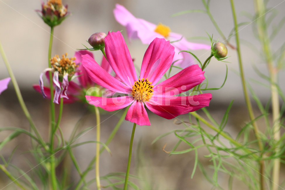코스모스,가을,꽃,flower,blossom,식물,가을꽃,가을,계절,fall,autumn,season,식물,자연,plants,nature,꽃,flower,plant