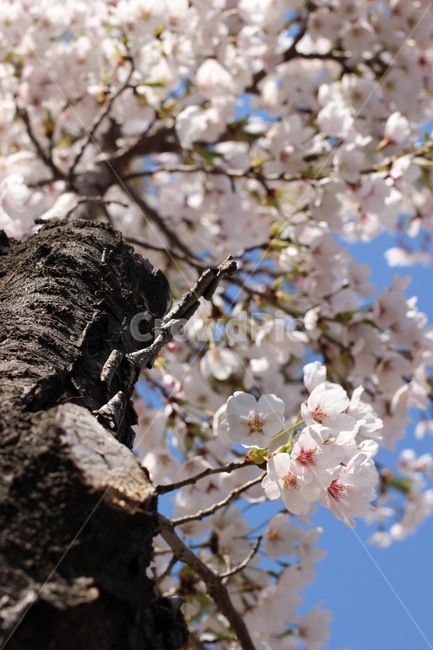 벚꽃,벚꽃잎,벚꽃나무,cherryblossom,blossom,3월,4월,봄,봄꽃,spring,march,april,plant,식물,꽃,flower