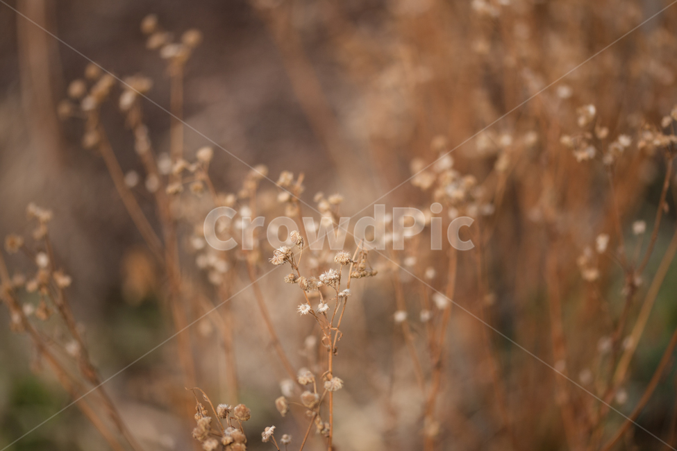 들풀,들꽃,겨울,wild,wildflower,식물,자연,plants,nature,꽃,flower,감성,sensible,feeling