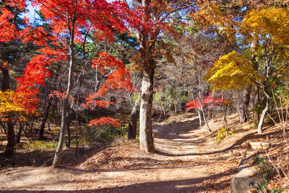 가을,단풍,단풍나무,잎,나무,자연,배경화면,계절,경치,아름다움,autumn,leaf,tree,nature,background,fall,maple,season,environment,natural,red,yellow,plant,color,bright,frame,colorful,detail,orange,landscape,seasonal,texture,beautiful,park,가을,계절,fall,autumn,season,자연,풍경,nature,landscape,식물,plants,나무,trees,wood