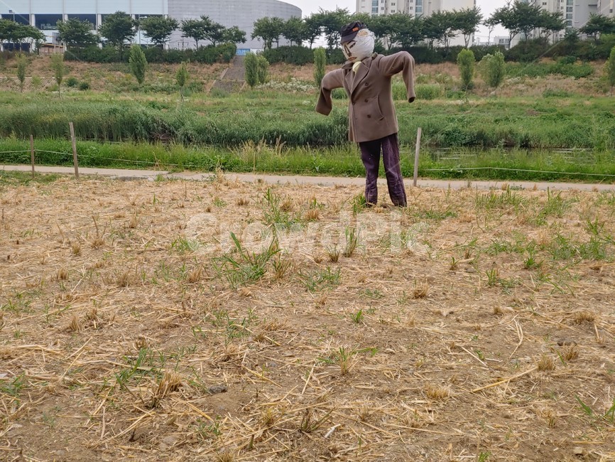 허수아비,들판,낡은,농사,헌옷,scarecrow,field,handmade,초록,황토색,흙,고독,지킴이,파수꾼