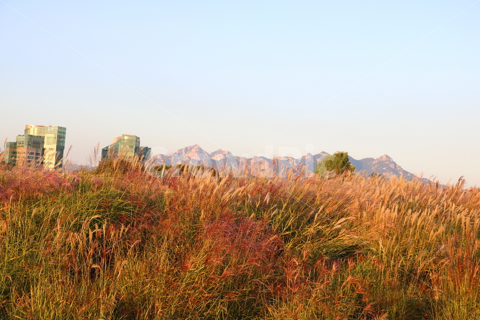 억새,억새풀,식물,자연,가을,벼과,억새축제,하늘공원,상암동,공원,가을,계절,fall,autumn,season,자연,풍경,nature,landscape,grass,잔디,plant,outdoors,옥외,grassland,목초지,field,들