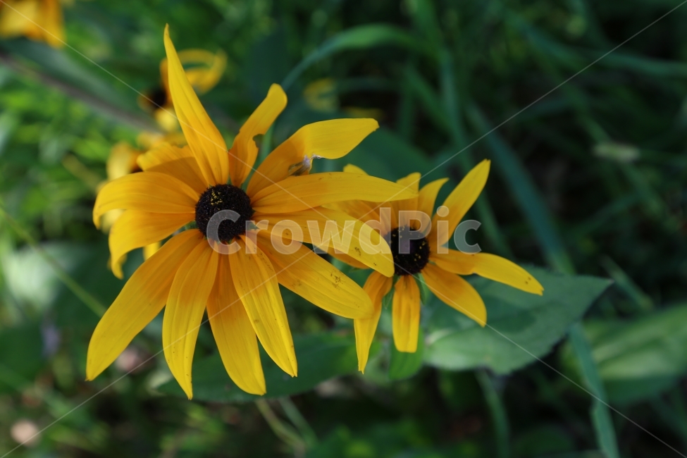 꽃,가을,삼락생태공원,노랑,자연,들꽃,식물,자연,plants,nature,꽃,flower