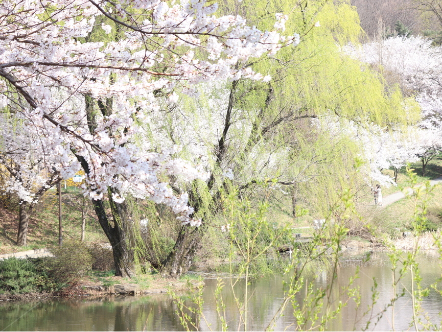 plant,식물,자연,나무,환경,봄,계절,spring,season,식물,자연,plants,nature,꽃,flower,나무,trees,wood