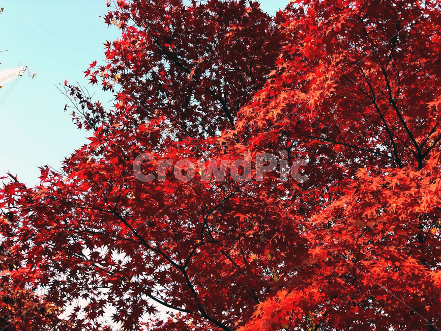 낙엽,하늘,풍경,자연,구름,빨간색,빨간잎,나뭇잎,잎,나무,maple,tree,단풍,plant,식물,leaf