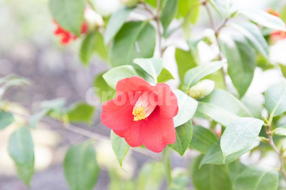 꽃,봄꽃,나무,가시,꽃잎,식물,자연,plants,nature,꽃,flower