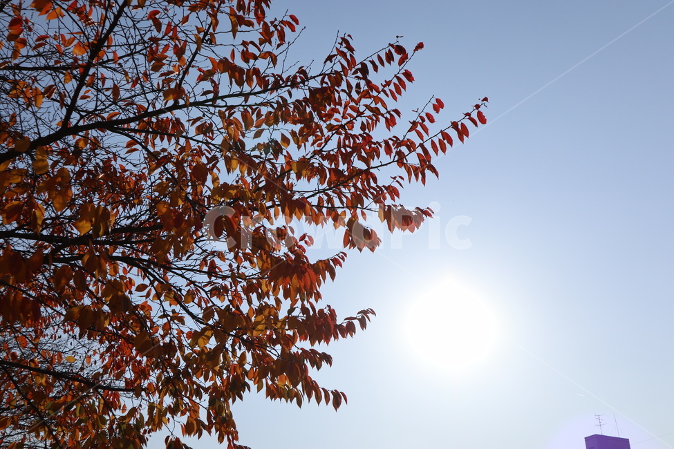 가을,계절,자연,나무,풍경,가을,계절,fall,autumn,season,flare,플레어,light,빛,sunlight,햇빛