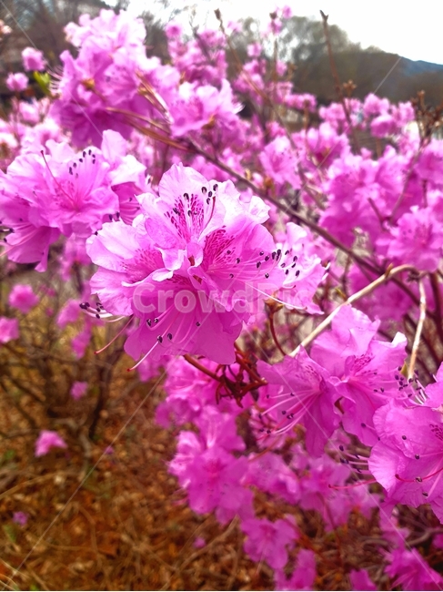 꽃,꽃밭,진달래,철쭉,식물,여름,식물,자연,plants,nature,꽃,flower