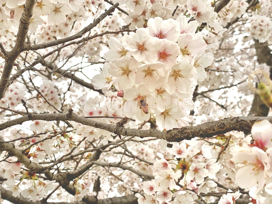 봄,벚꽃,꽃,자연,꿀벌,봄,계절,spring,season,plant,식물,blossom,cherry blossom,flower
