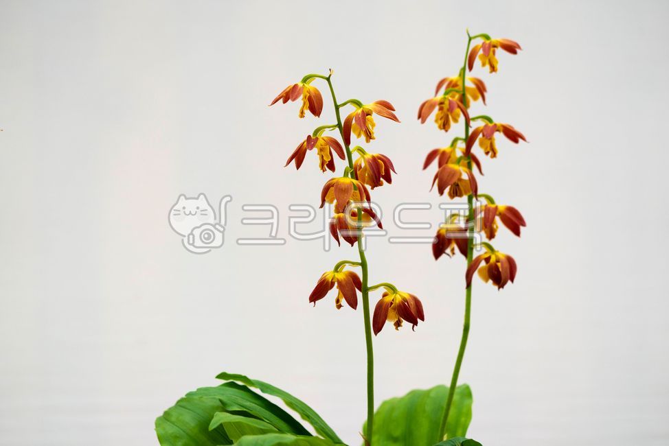 I am,Oriental eggs,leaf,orchid flower,minute,bonsai,petal,pot,plant,Shrimp naan,orchid,stem