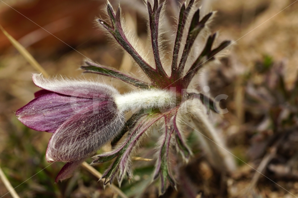 할미꽃,꽃,플라워,봄,자연,식물,flower,spring,nature,접사,macro,클로즈업,closeup,tree,숲,숲속,산림,삼림,조경,plants,봄꽃,감성,힐링,풍경,landscape,식물,자연,plants,nature,꽃,flower