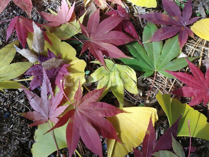 단풍,가을단풍,엽록소,가을,maple,leaf,잎,plant,식물