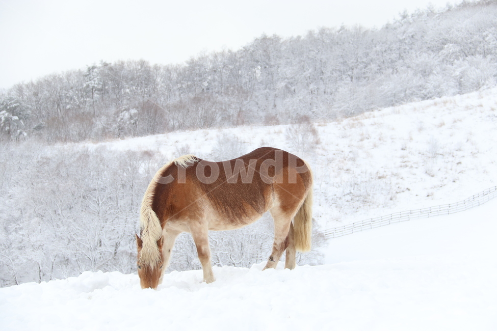 눈,겨울,자연,말,winter,snow,목장,강원도,나무,들판,고요,쓸쓸,황량,산,겨울,계절,winter,season,동물,animal,포유류,mammal