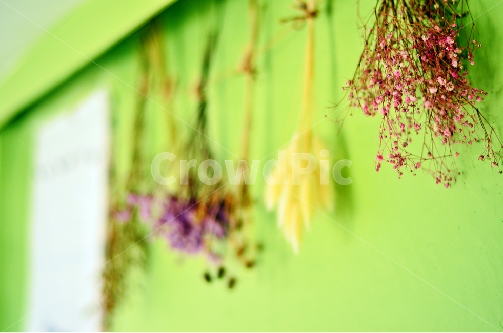 장식,꽃,드라이플라워,실내,아웃포커싱,소품,꽃,flower,실내용화초,화분,화초,house plant,인테리어,실내디자인,interior design
