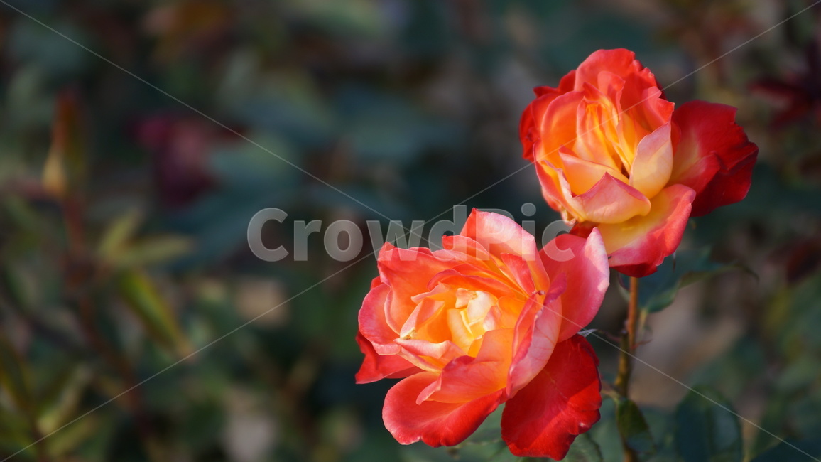 장미,꽃축제,꽃길,식물,축제,식물,자연,plants,nature,꽃,flower