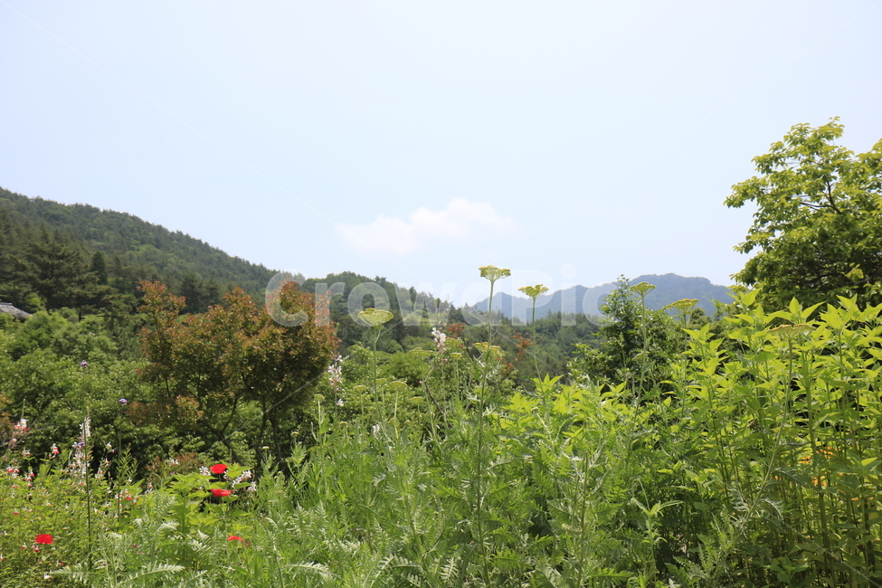 자연,풍경,경치,정원,공원,꽃,나무,하늘,풀,봄경치,여름경치,자연,풍경,nature,landscape,outdoors,옥외,field,들,grassland,목초지