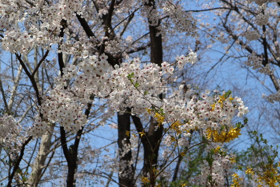 벚꽃,봄,벚꽃나무,나무,tree,plant,식물