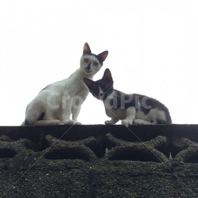 동물,반려동물,고양이,길고양이,자연,동물,animal,포유류,mammal,고양이,cat,kitten,kitty