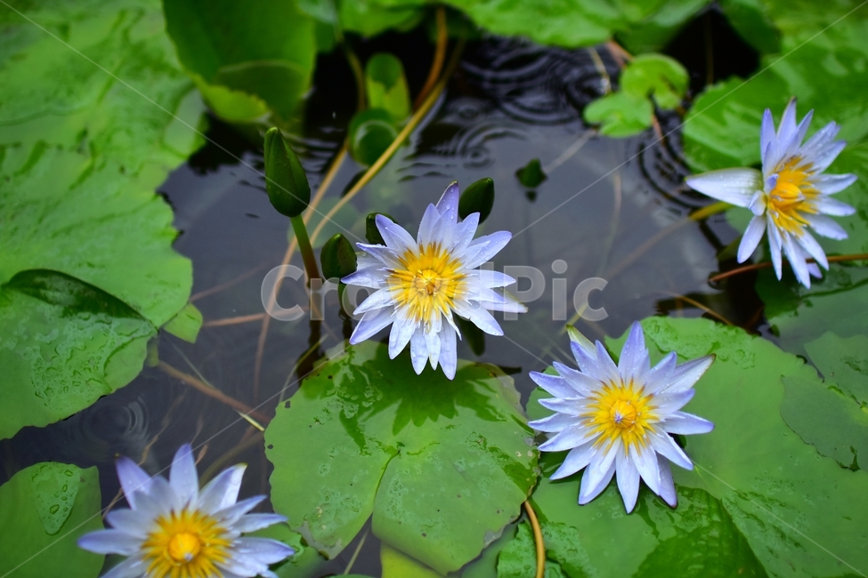 plant,식물,blossom,꽃,flower,자연,비,빗방울,물,색감