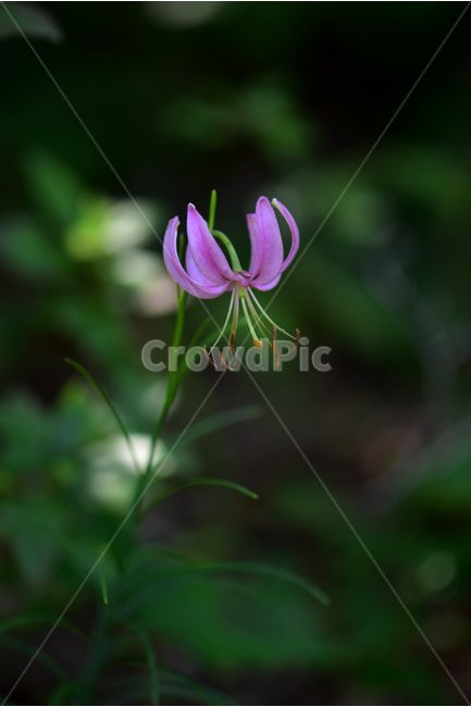 솔나리,야생화,식물,자연,꽃,생태,힐링,플라워,wildflower,flower,plants,nature,season,감성,느낌,emotion,feeling,백합목,백합과,여름,백합속,분홍색,여러해살이풀,식물,자연,plants,nature,꽃,flower