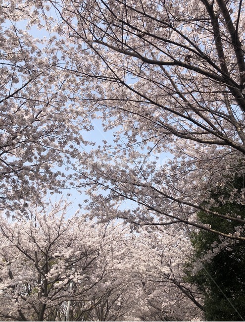 봄,벚꽃,분홍,꽃,나무,봄,계절,spring,season,자연,풍경,nature,landscape,plant,식물,tree