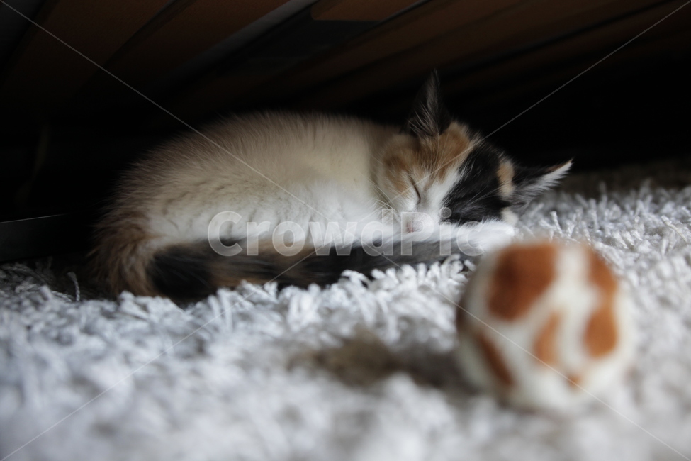 고양이,점박이,아기고양이,낮잠,꿀잠,cat,kitty,nap,동물,animal,포유류,mammal,고양이,cat,kitten,kitty