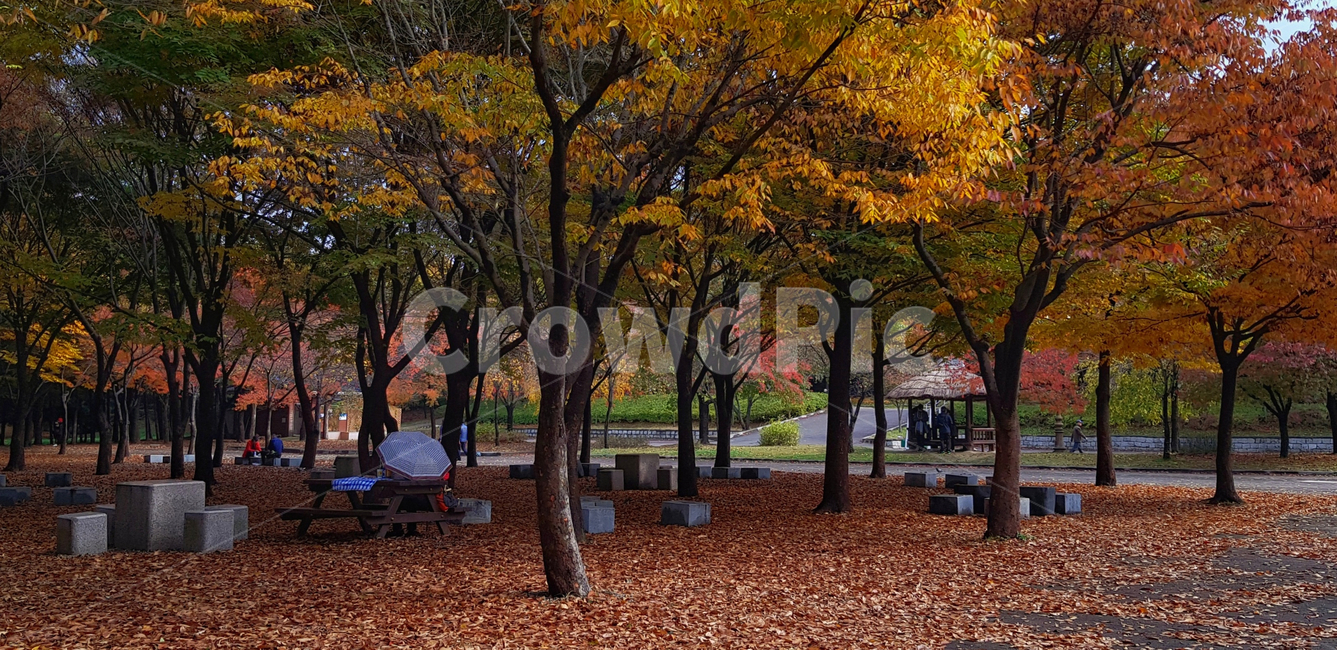 낙엽,나무,자연,단풍,가을,공원,주황,식물,가을,계절,fall,autumn,season,tree,plant,tree trunk,나무 줄기