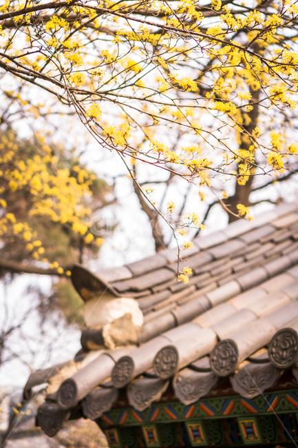 봄,절,plant,식물,flower,blossom,꽃,사찰,지붕위,지붕,산수유,노랑꽃,봄,계절,spring,season
